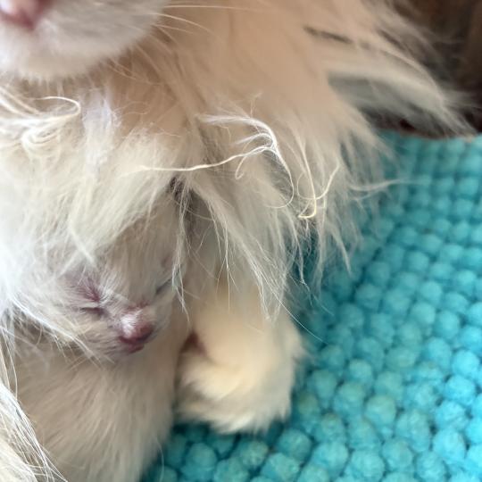 chaton Ragdoll BAHIA Chatterie du Bois de Larry