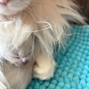 BAHIA du Bois de Larry Femelle Ragdoll