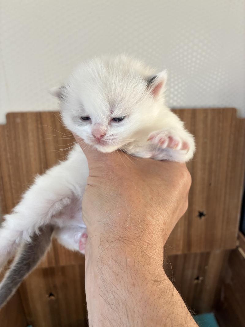 BAHIA du Bois de Larry Femelle Ragdoll