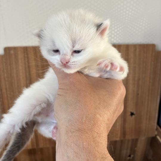 BAHIA du Bois de Larry Femelle Ragdoll