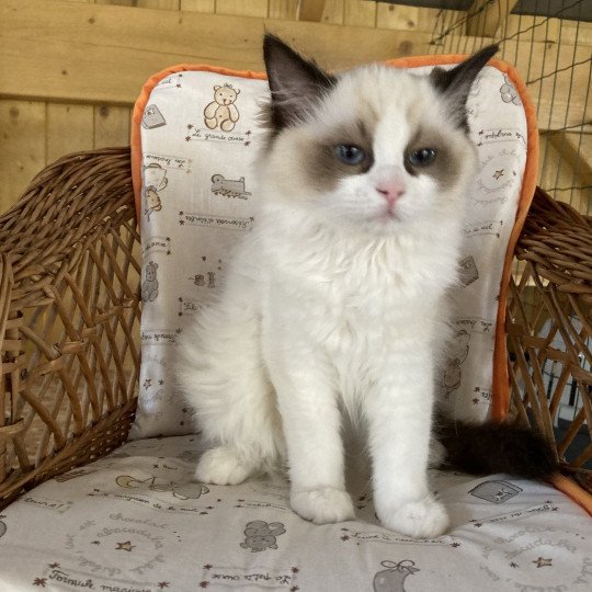 chat Ragdoll Talita Chatterie du Bois de Larry