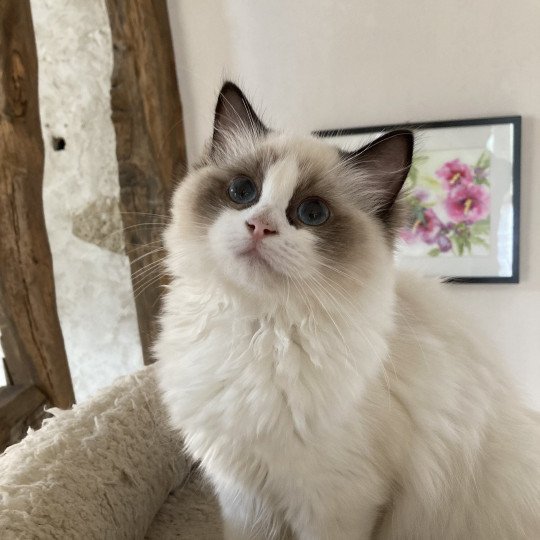 chat Ragdoll Talita Chatterie du Bois de Larry