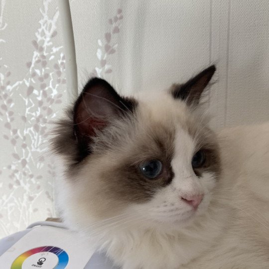 Talita Femelle Ragdoll