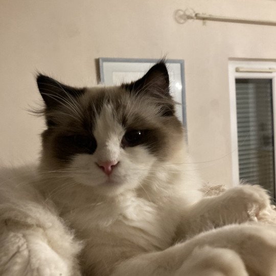 chat Ragdoll white bicolor Talita Chatterie du Bois de Larry