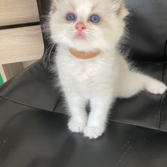 chaton Ragdoll cream bicolor Urback Chatterie du Bois de Larry