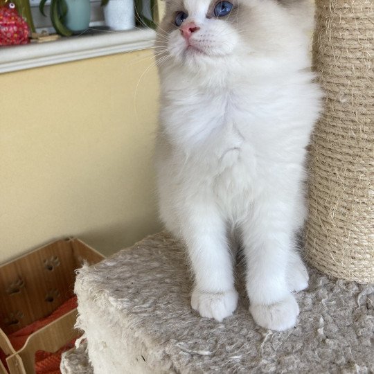 chaton Ragdoll cream bicolor Urback Chatterie du Bois de Larry