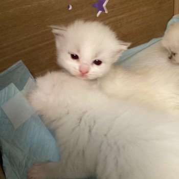 chaton Ragdoll blue Topaze Chatterie du Bois de Larry