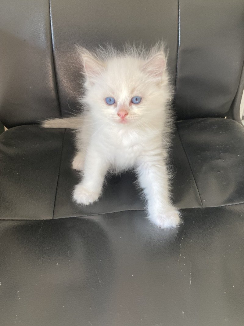 Upp's du Bois de Larry Mâle Ragdoll