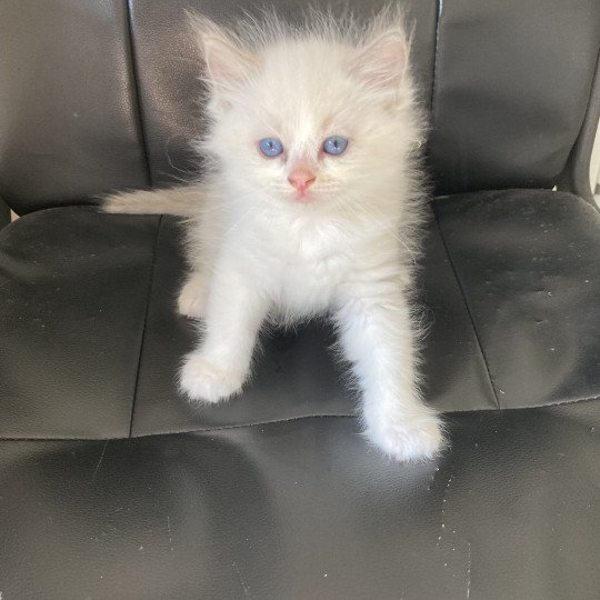 chaton Ragdoll cream white bicolor Upp's Chatterie du Bois de Larry