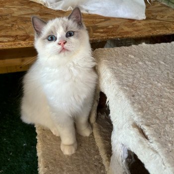 chaton Ragdoll seal white point Upp's Chatterie du Bois de Larry