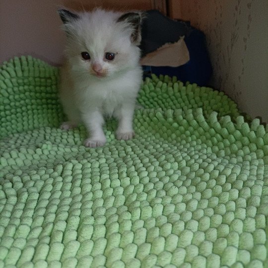 chaton Ragdoll FT1 Chatterie du Bois de Larry