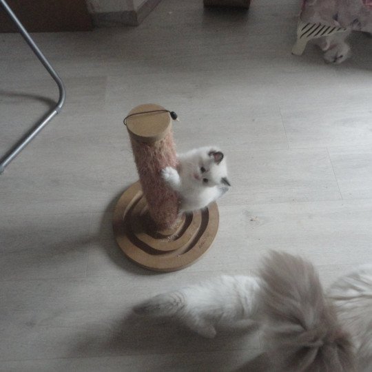 chaton Ragdoll white bicolor Yris Chatterie du Bois de Larry
