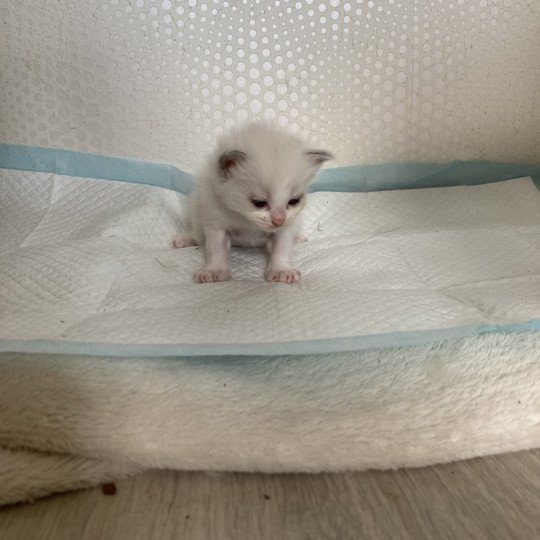 chaton Ragdoll cream bicolor M1 violet Chatterie du Bois de Larry