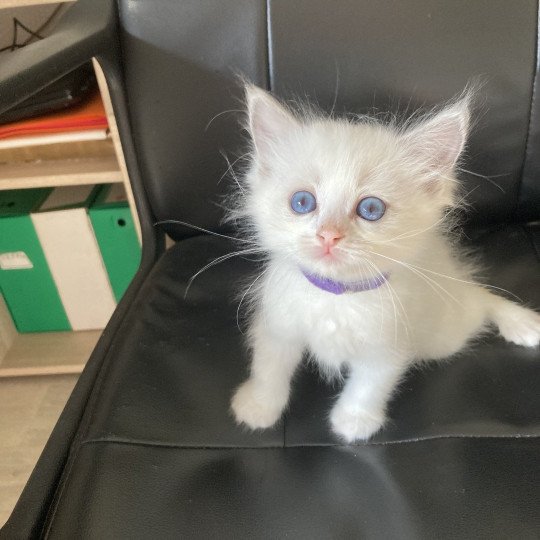 chaton Ragdoll cream bicolor Ursula Chatterie du Bois de Larry