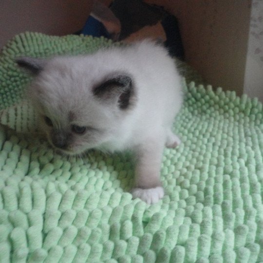 chaton Ragdoll blue mitted MT2 Chatterie du Bois de Larry