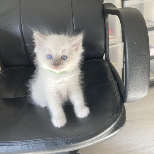 chaton Ragdoll blue mitted ULK Chatterie du Bois de Larry