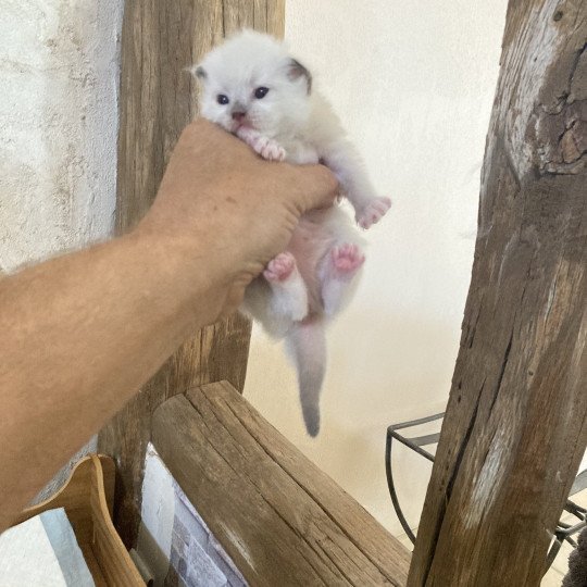 chaton Ragdoll mitted ALADIN Chatterie du Bois de Larry