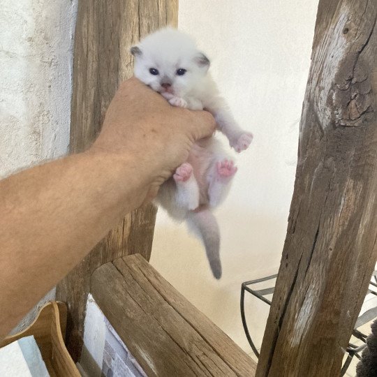 chaton Ragdoll mitted ALADIN Chatterie du Bois de Larry