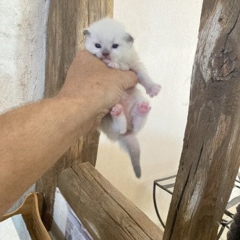 chaton Ragdoll mitted ALADIN Chatterie du Bois de Larry