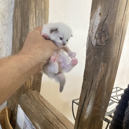 chaton Ragdoll mitted ALADIN Chatterie du Bois de Larry