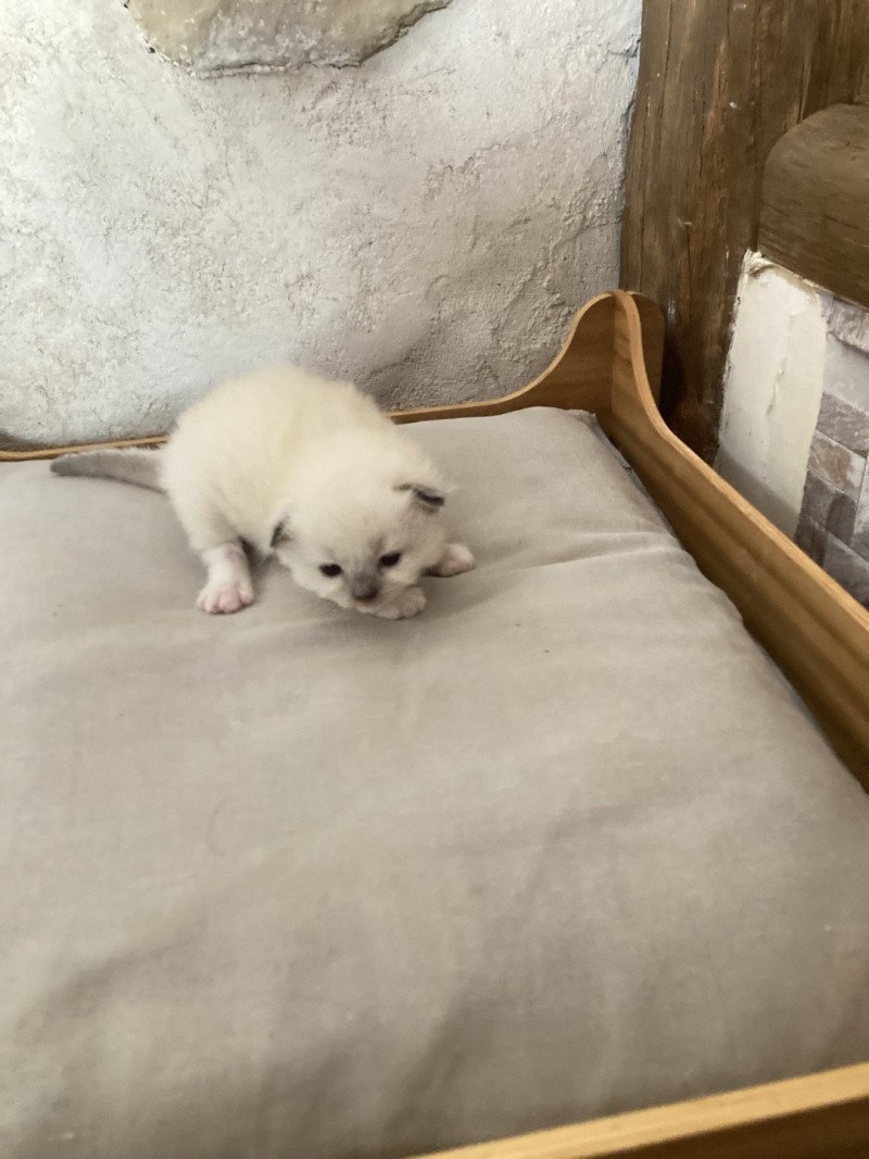 ATALANTE du Bois de Larry Femelle Ragdoll