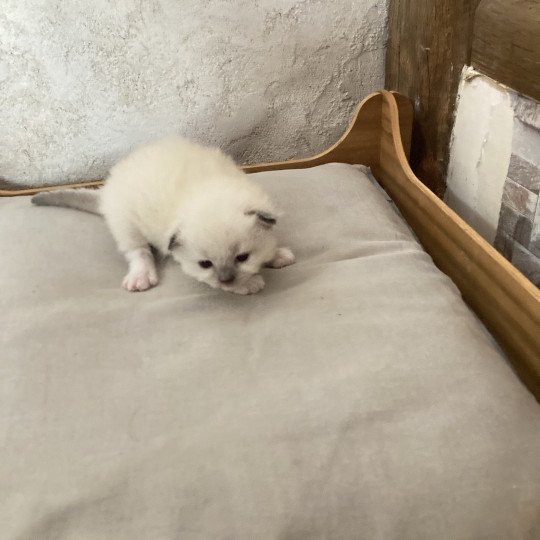 ALADIN du Bois de Larry Mâle Ragdoll