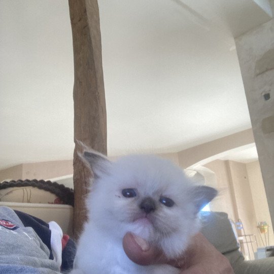 chaton Ragdoll mitted ATALANTE Chatterie du Bois de Larry