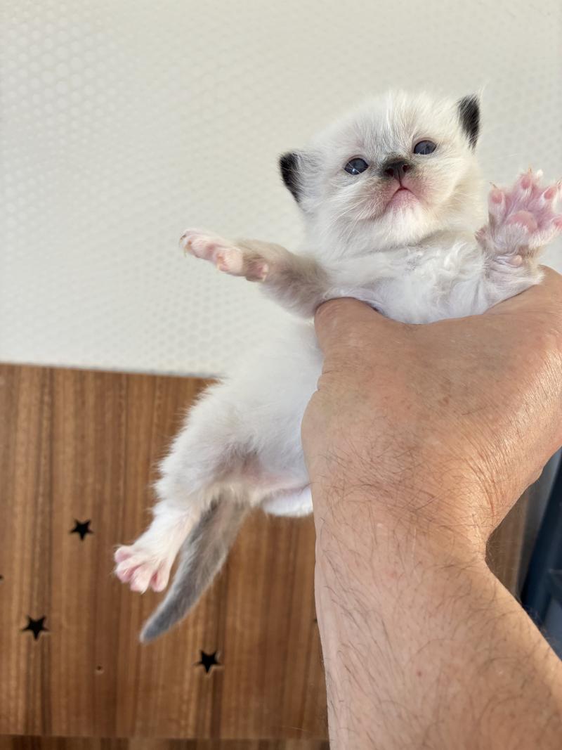 BALOO du Bois de Larry Mâle Ragdoll