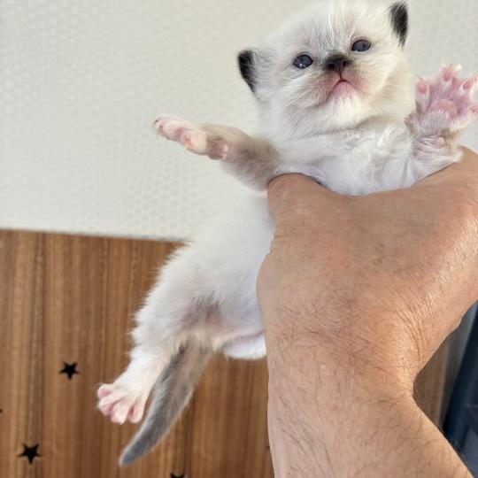 BALOO du Bois de Larry Mâle Ragdoll
