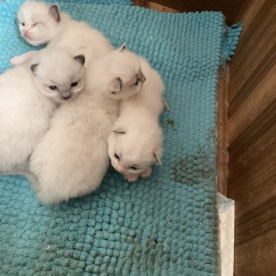 chaton Ragdoll blue bicolor AUPIUM Chatterie du Bois de Larry chaton Ragdoll blue bicolor AUPIUM Chatterie du Bois de Larry