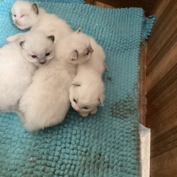 chaton Ragdoll blue bicolor AUPIUM Chatterie du Bois de Larry