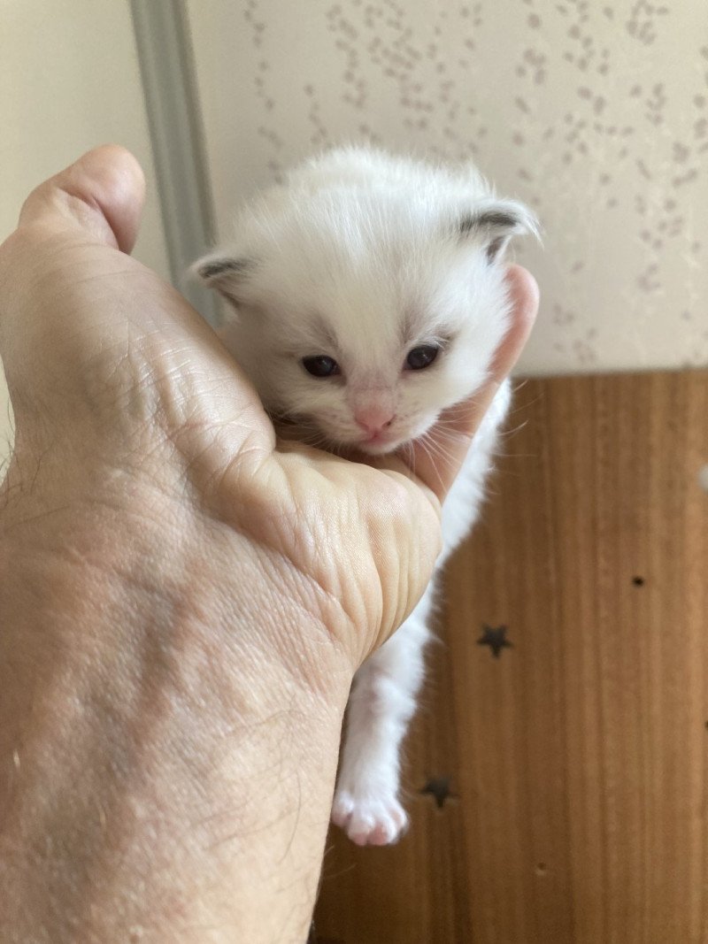 AMAYA du Bois de Larry Femelle Ragdoll