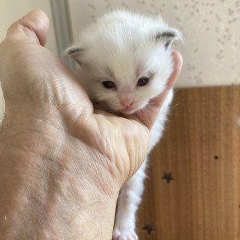 chaton Ragdoll blue bicolor AMAYA Chatterie du Bois de Larry