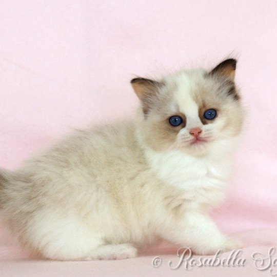 chat Ragdoll seal point bicolor SAPHIR chatterie du bois de larry