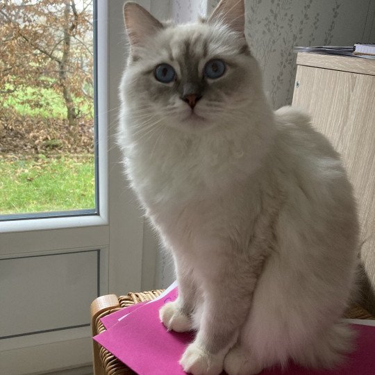 chat Ragdoll blue tabby mitted SHANELLE chatterie du bois de larry