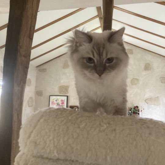 chat Ragdoll blue tabby point mitted Shanelle Chatterie du Bois de Larry