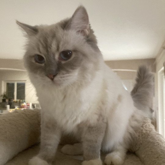 chat Ragdoll blue tabby point mitted Shanelle Chatterie du Bois de Larry