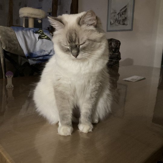 shanelle Femelle Ragdoll
