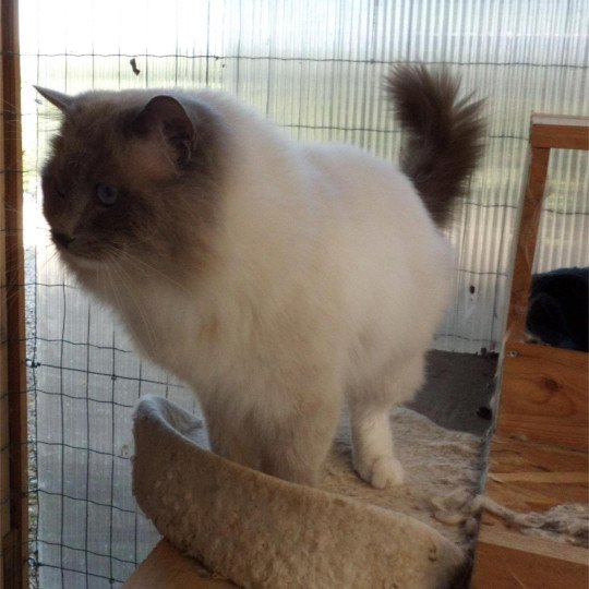 chat Ragdoll blue point mitted Suki Chatterie du Bois de Larry