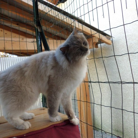 chat Ragdoll blue point mitted Suki Chatterie du Bois de Larry