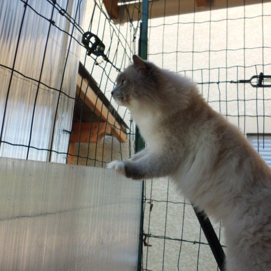chat Ragdoll blue point mitted Suki Chatterie du Bois de Larry