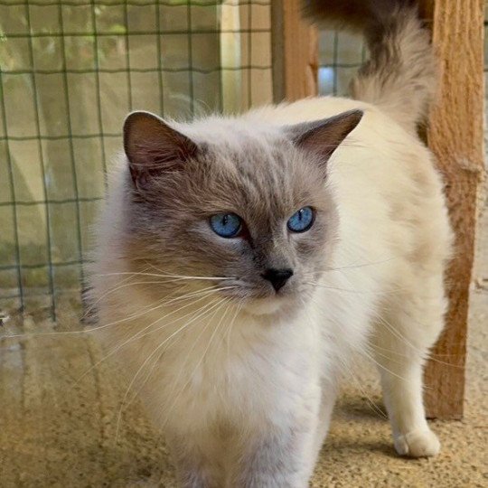 Suki Mâle Ragdoll