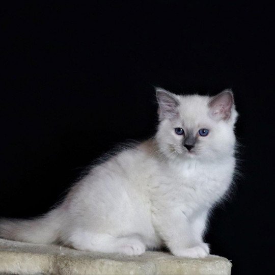 chat Ragdoll SUKI DU DOMAINE DE TOUNDRA chatterie du bois de larry