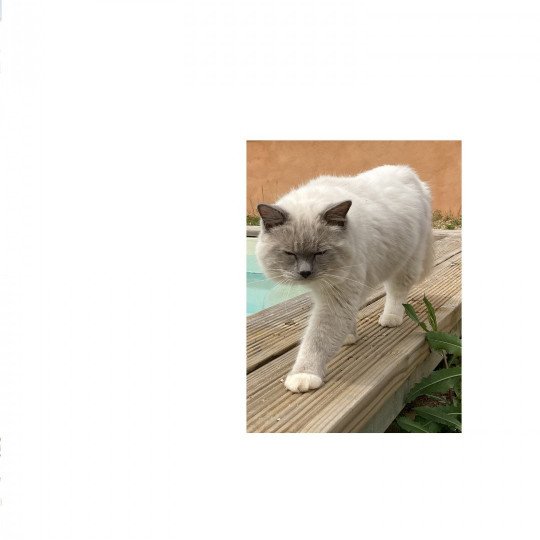 chat Ragdoll blue tabby mitted SUKI chatterie du bois de larry