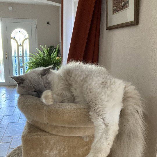 Suki Mâle Ragdoll