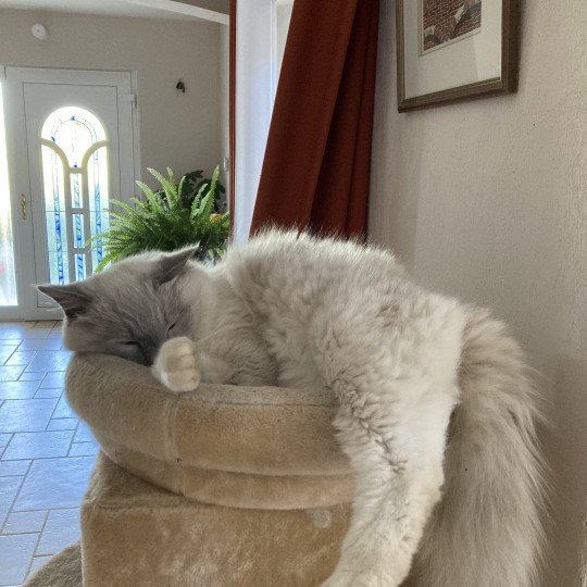 chat Ragdoll blue mitted SUKI chatterie du bois de larry