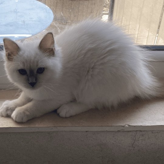 chat Ragdoll lilac mitted Tagada Chatterie du Bois de Larry