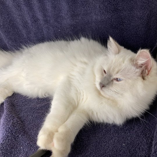 Tagada Femelle Ragdoll