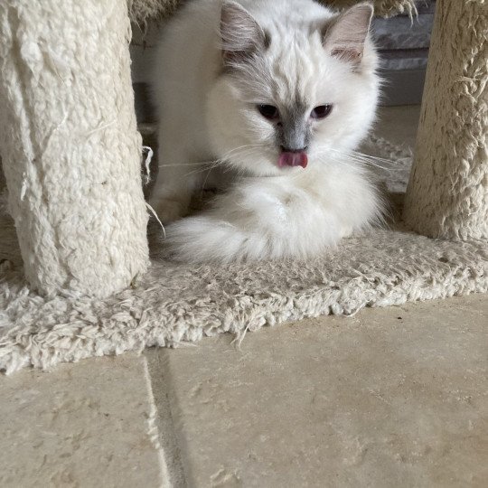 chat Ragdoll lilac mitted Tagada Chatterie du Bois de Larry