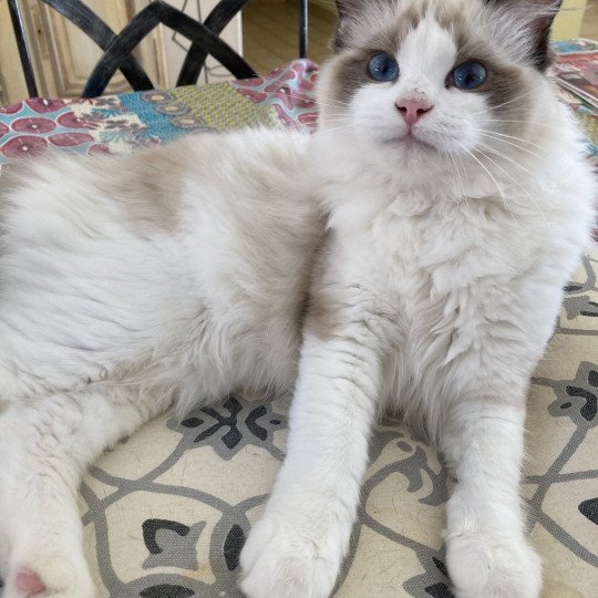 chat Ragdoll black bicolor Ti'ponch Chatterie du Bois de Larry